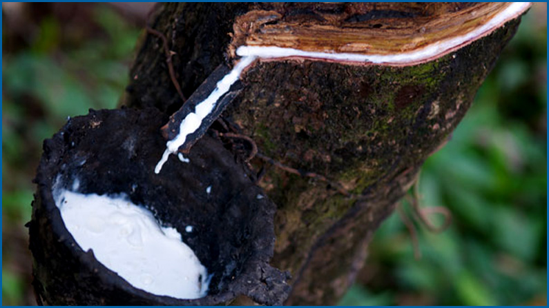natural rubber 