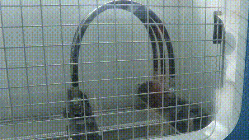 Hydraulic hose pressure shock test