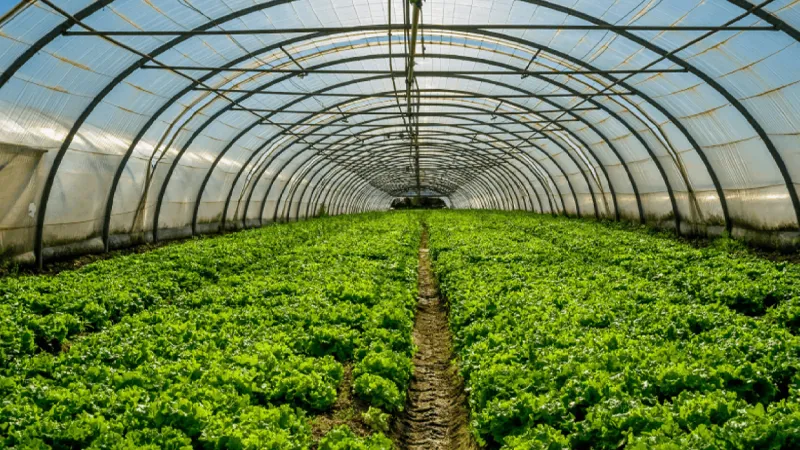 Greenhouse & Nursery Use