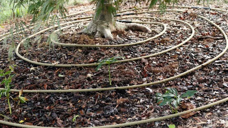 Shrub and Tree Irrigation